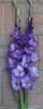 Purple Mate